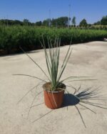 dasylirion glaucophyllum 2 1