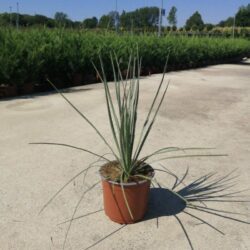 dasylirion glaucophyllum 2 1