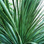 dasylirion serratifolium 1