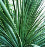 dasylirion serratifolium 1