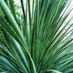 dasylirion serratifolium 1