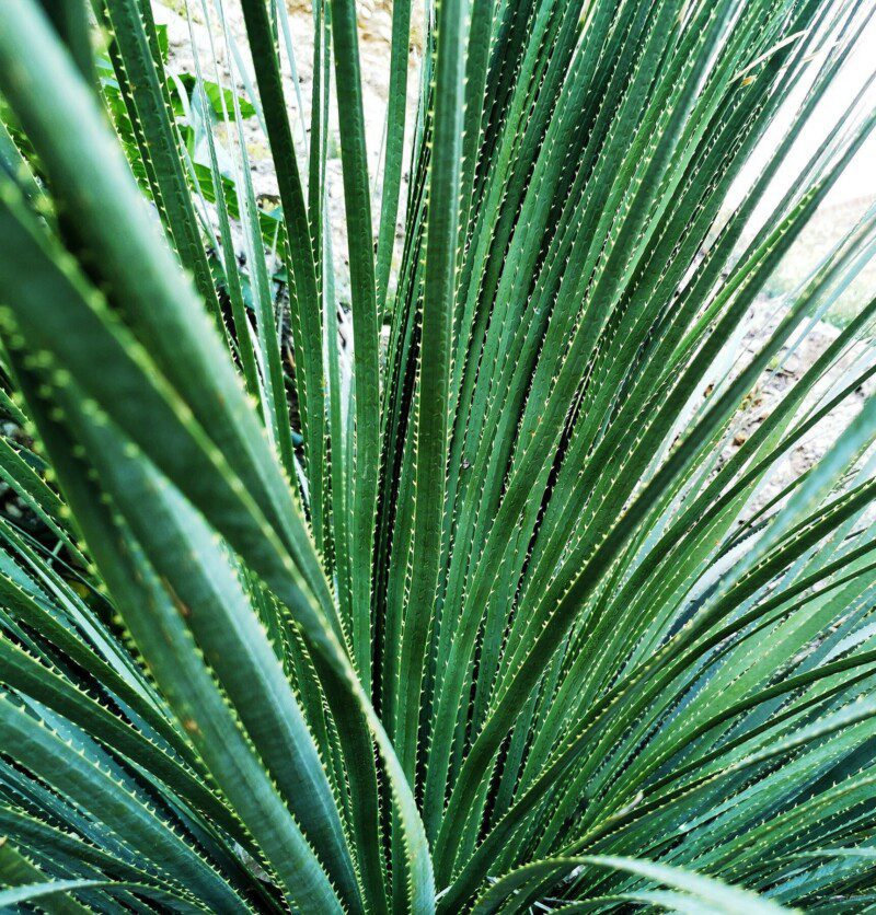 dasylirion serratifolium 1 dasylirion serratifolium 1
