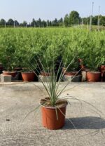 dasylirion serratifolium 2 1