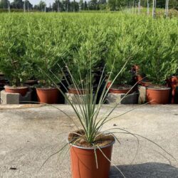 dasylirion serratifolium 2 1