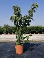 davidia involucrata sonoma 1