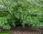 davidia involucrata sonoma