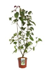 davidia involucrata sonoma 2