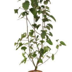 davidia involucrata sonoma 2