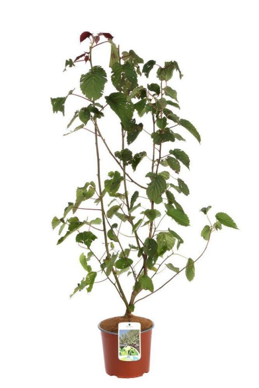 davidia involucrata sonoma 2