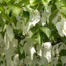davidia involucrata sonoma 3