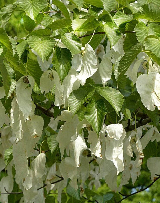 davidia involucrata sonoma 3