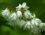 deutzia crenata nikko deuzia 1