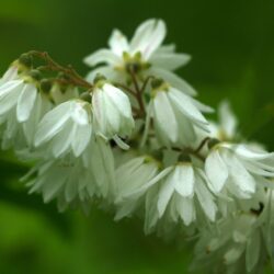 deutzia crenata nikko deuzia 1