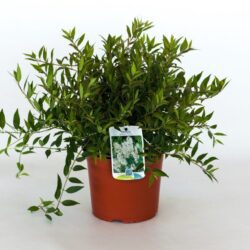 deutzia crenata nikko deuzia