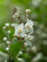 deutzia gracilis deuzia 1