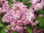 deutzia hybrida tourbillon rouge deuzia 1
