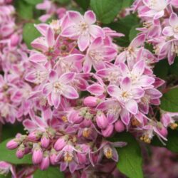 deutzia hybrida tourbillon rouge deuzia 1