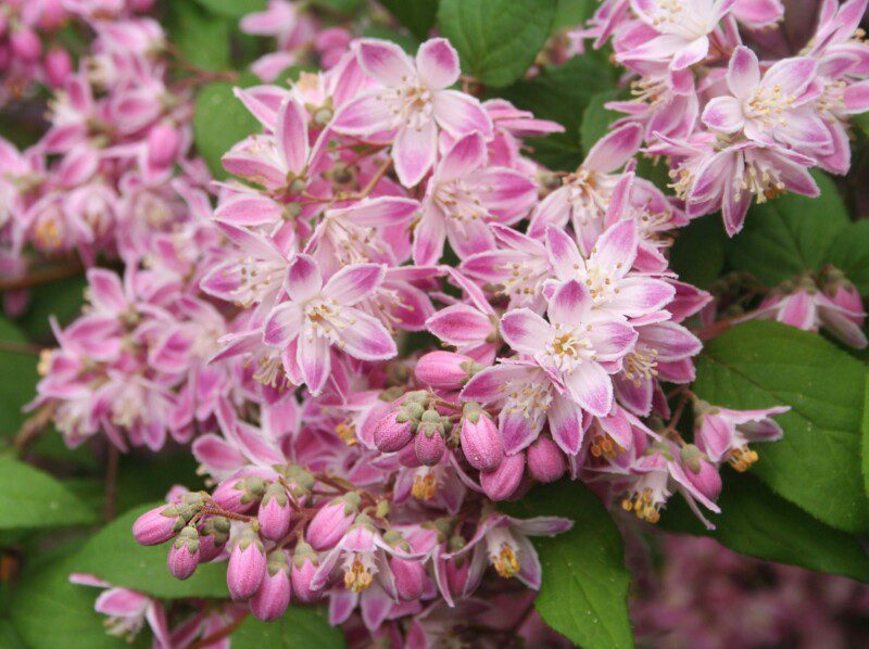 deutzia hybrida tourbillon rouge deuzia 1 deutzia hybrida tourbillon rouge deuzia 1