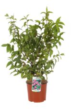 deutzia hybrida tourbillon rouge deuzia