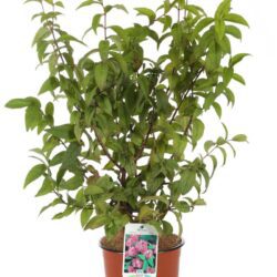 deutzia hybrida tourbillon rouge deuzia