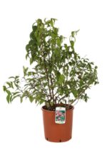 deutzia hybrida tourbillon rouge deuzia 6