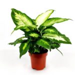 dieffenbachia 1