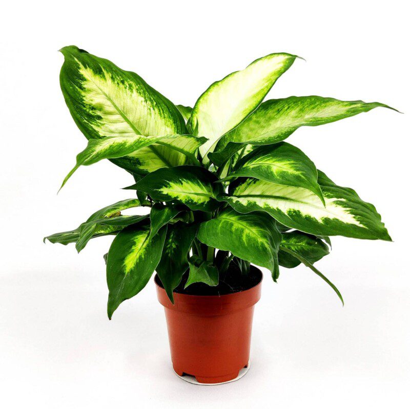 dieffenbachia 1