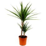 dracaena marginata