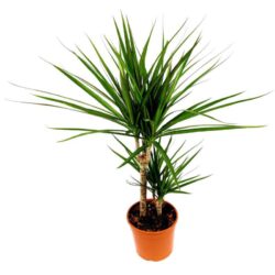 dracaena marginata 2