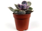 echeveria gibbiflora 1