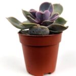 echeveria gibbiflora 1