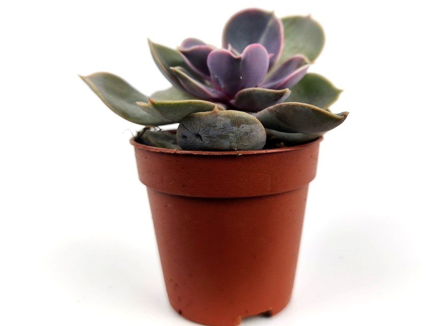 echeveria gibbiflora 1 echeveria gibbiflora 1