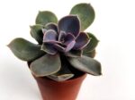 echeveria gibbiflora