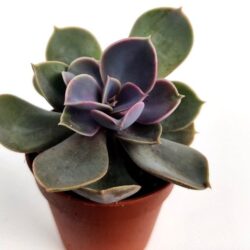 echeveria gibbiflora