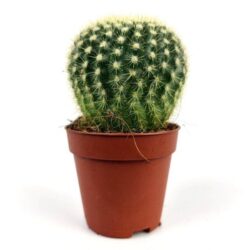 echinocactus grusonii 1