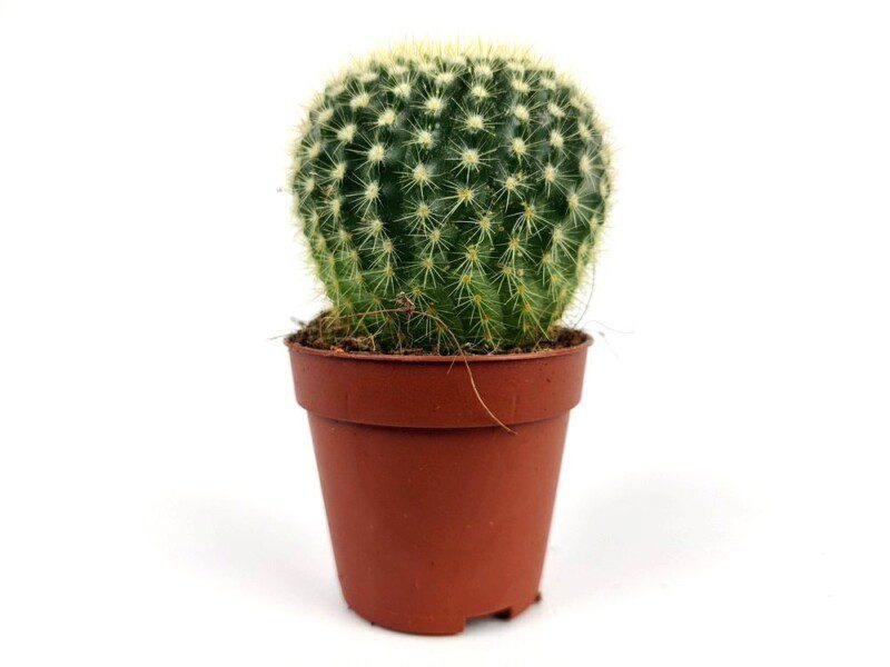echinocactus grusonii 1