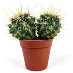 echinocactus grusonii
