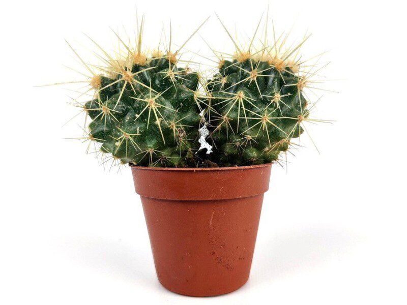 echinocactus grusonii echinocactus grusonii