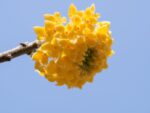 edgeworthia chrysantha grandiflora pianta di san giuseppe 2