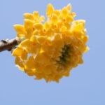 edgeworthia chrysantha grandiflora pianta di san giuseppe 2