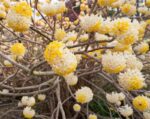 edgeworthia chrysantha grandiflora pianta di san giuseppe 4