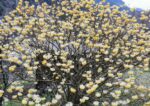 edgeworthia chrysantha pianta di san giuseppe
