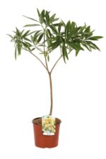 edgeworthia chrysantha pianta di san giuseppe 2