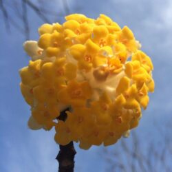 edgeworthia chrysantha pianta di san giuseppe 3