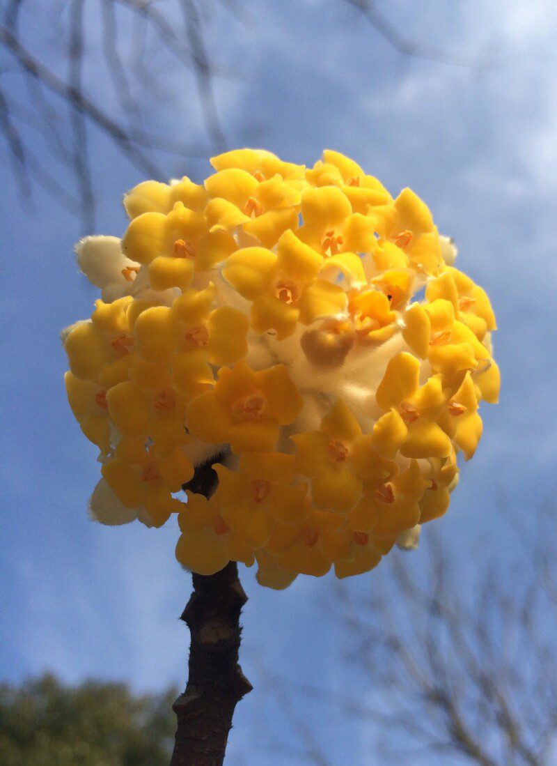 edgeworthia chrysantha pianta di san giuseppe 3 edgeworthia chrysantha pianta di san giuseppe 3