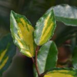 elaeagnus ebbingei aurea eleagno 1