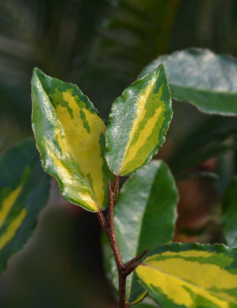 elaeagnus ebbingei aurea eleagno 1 elaeagnus ebbingei aurea eleagno 1