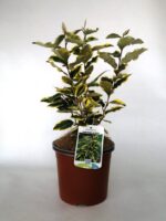 elaeagnus ebbingei aurea eleagno