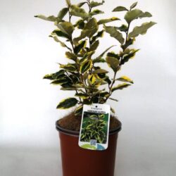 elaeagnus ebbingei aurea eleagno
