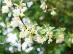 elaeagnus ebbingei compacta eleagno 1